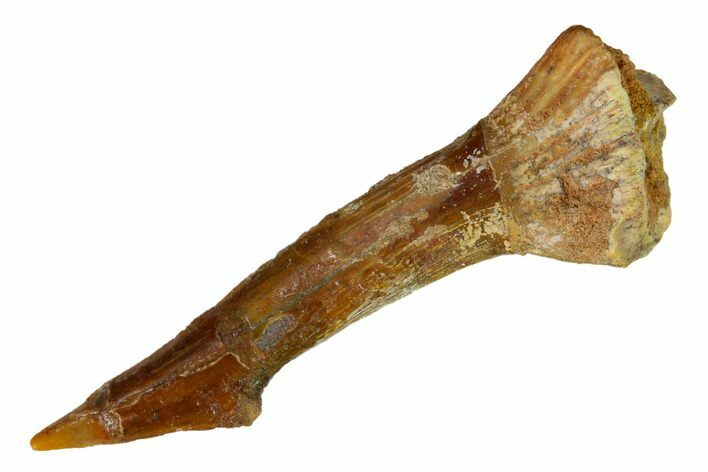 Fossil Sawfish (Onchopristis) Rostral Barb - Morocco #145675